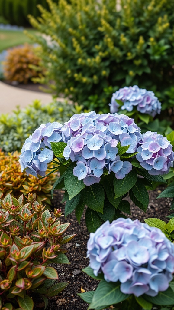 Close-up of blue and pink hydrangea flowers amidst green foliage